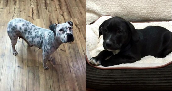 Dog Adoption Event Bergen County NJ