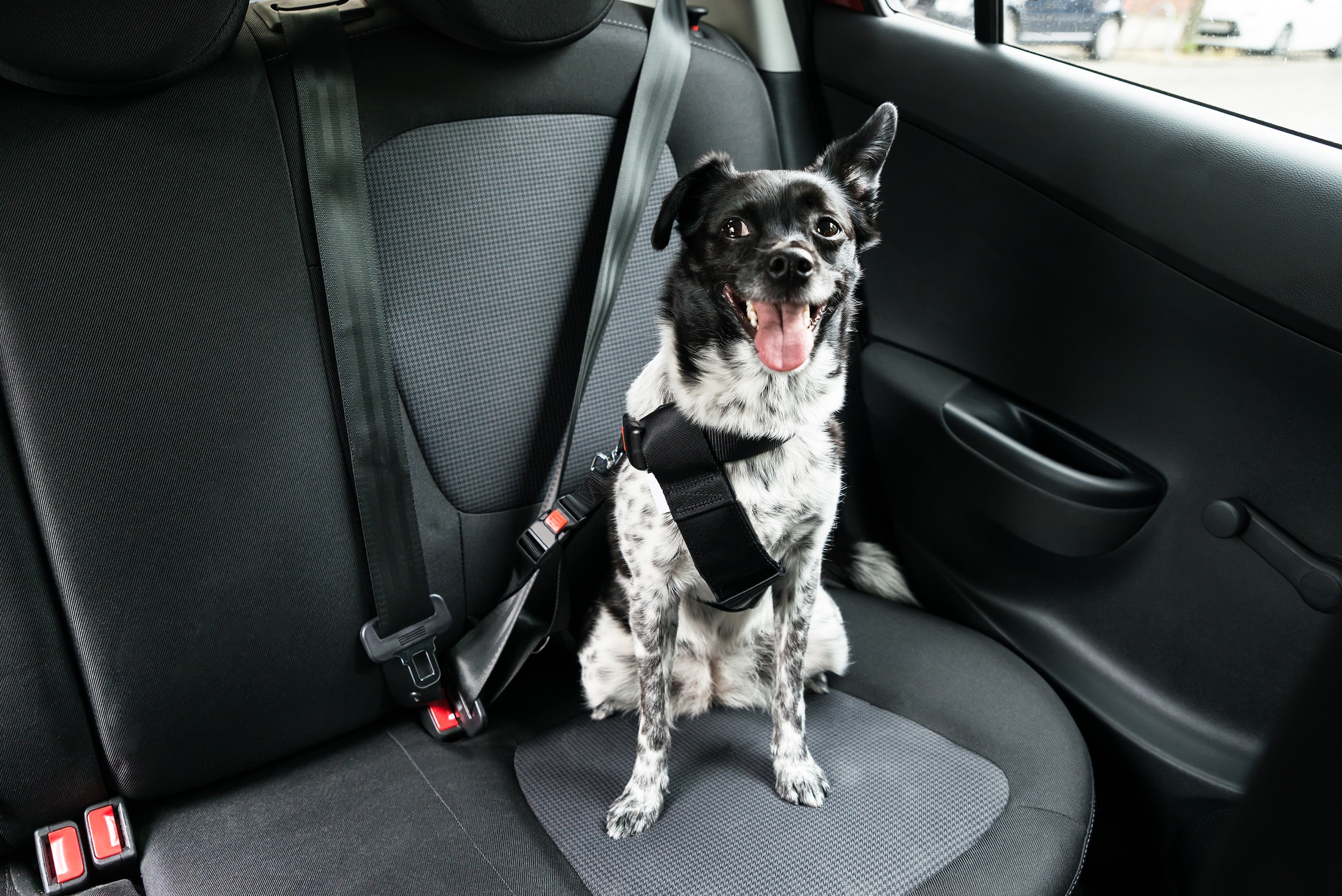 Where is the Best Place for a Dog to Sit in the Car? Safe Spots!