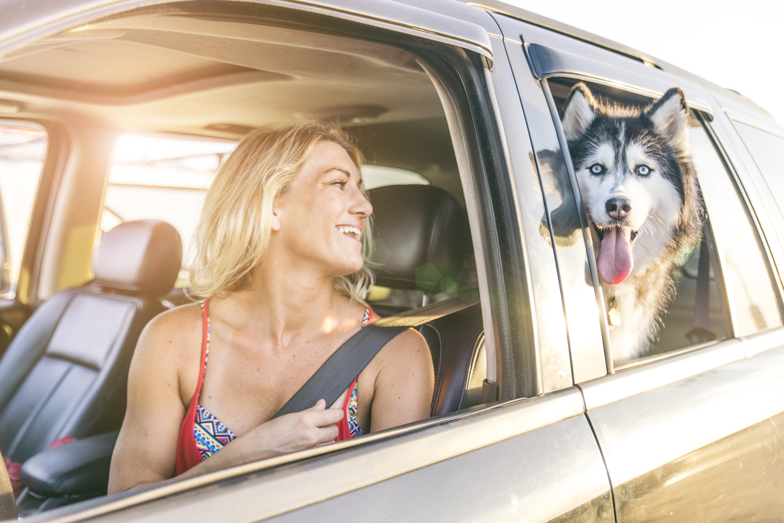 The Safest Ways to Travel in the Car With Your Dogs