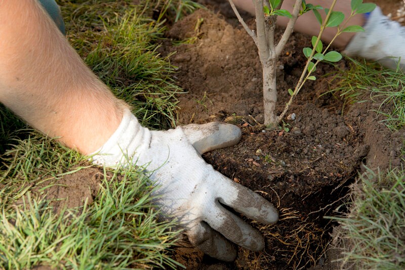 Subaru Loves the Earth Tree Planting