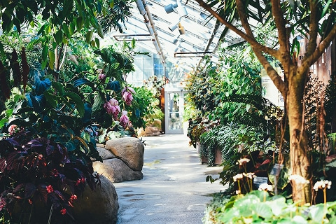 greenhouse