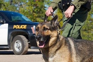 Community K-9 Officer Test Drive