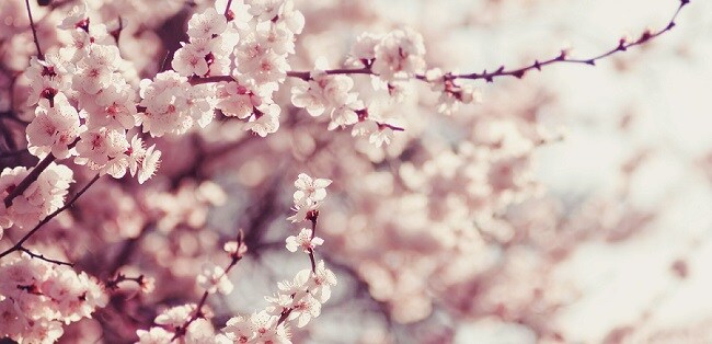 Honda Showroom Near Me >> Flower Shops near Nazareth PA | Ray Price Honda Honda Showroom Near Me >> Flower Shops near Nazareth PA | Ray Price Honda
