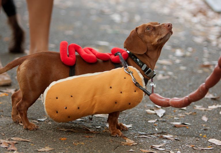 Pets and Pumpkins Festival in Springfield, Missouri