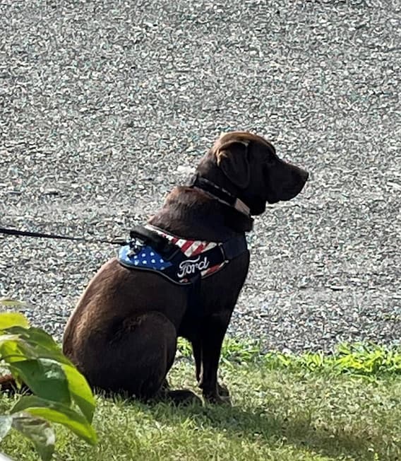 Riley Ford Dog Staff | Riley Ford Near Plattsburgh, NY