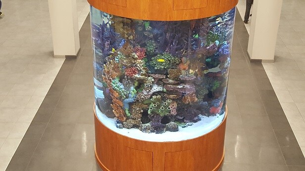 Fish Aquarium1-616px.jpg