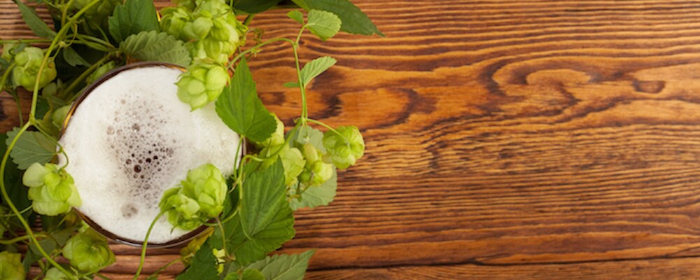 Pints and a hop plant - 18929543_xl-2015.jpg