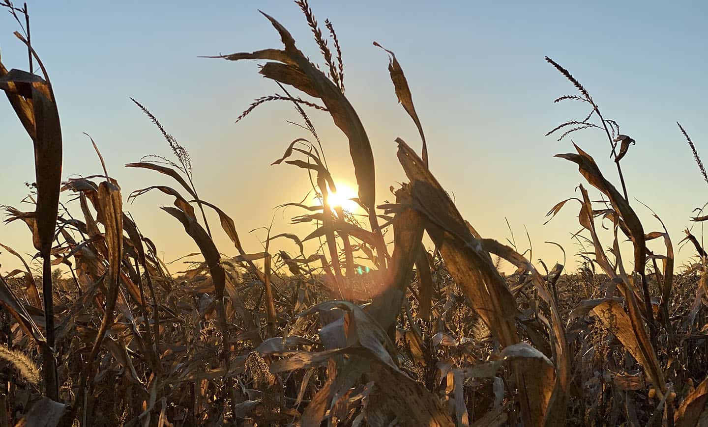 Historical Oswego cornfield
