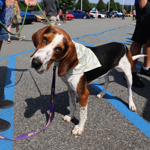 Adoptable dog attending a Rossi community pet adoption event in Washington, New Jersey