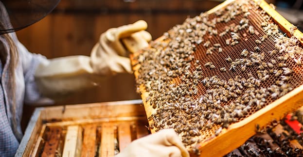Looking_for_All_Natural_Allergy_Relief_Try_El_Paso-s_Local_Honey-3.jpg