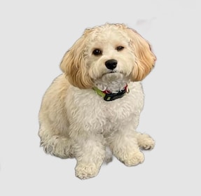 Staff member Baylor from bfc1a95e3022