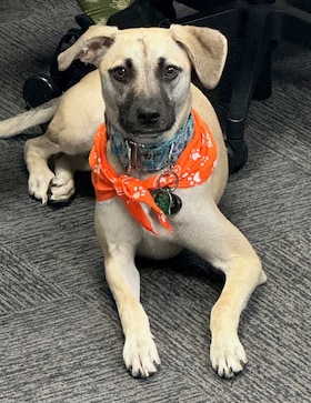 Staff member Bullet from ID_a43022