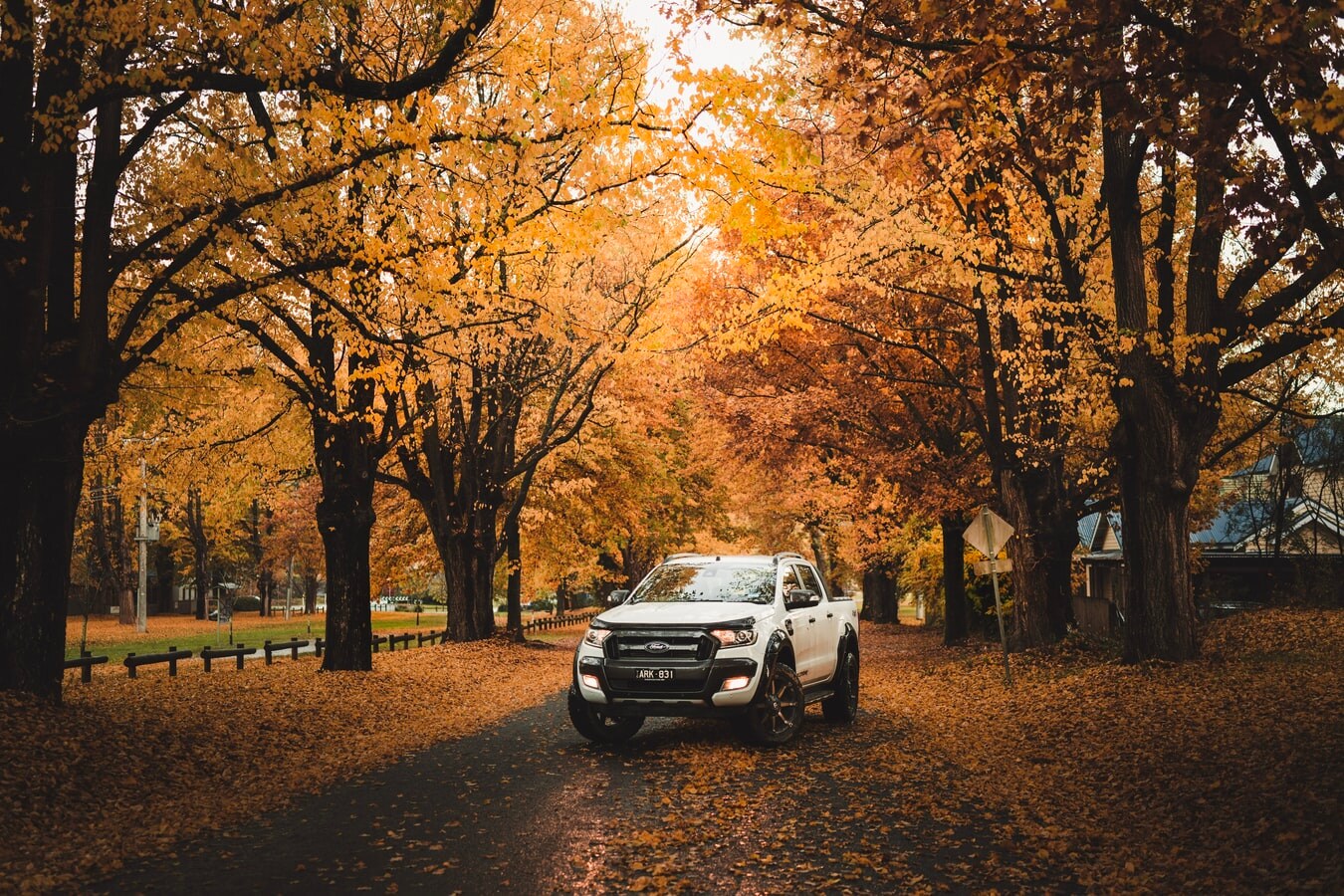 Ford%20Leaves.jpg