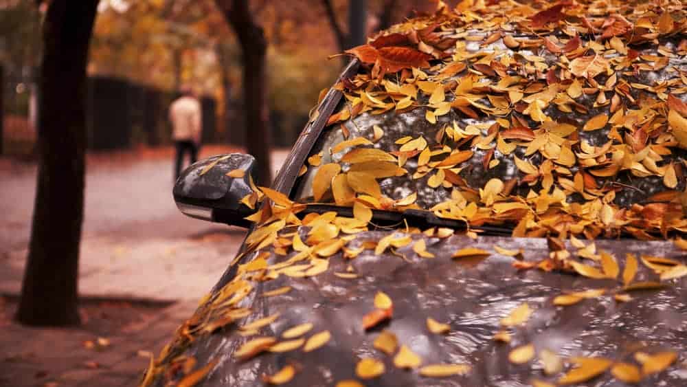 car-fall-leaves.jpg