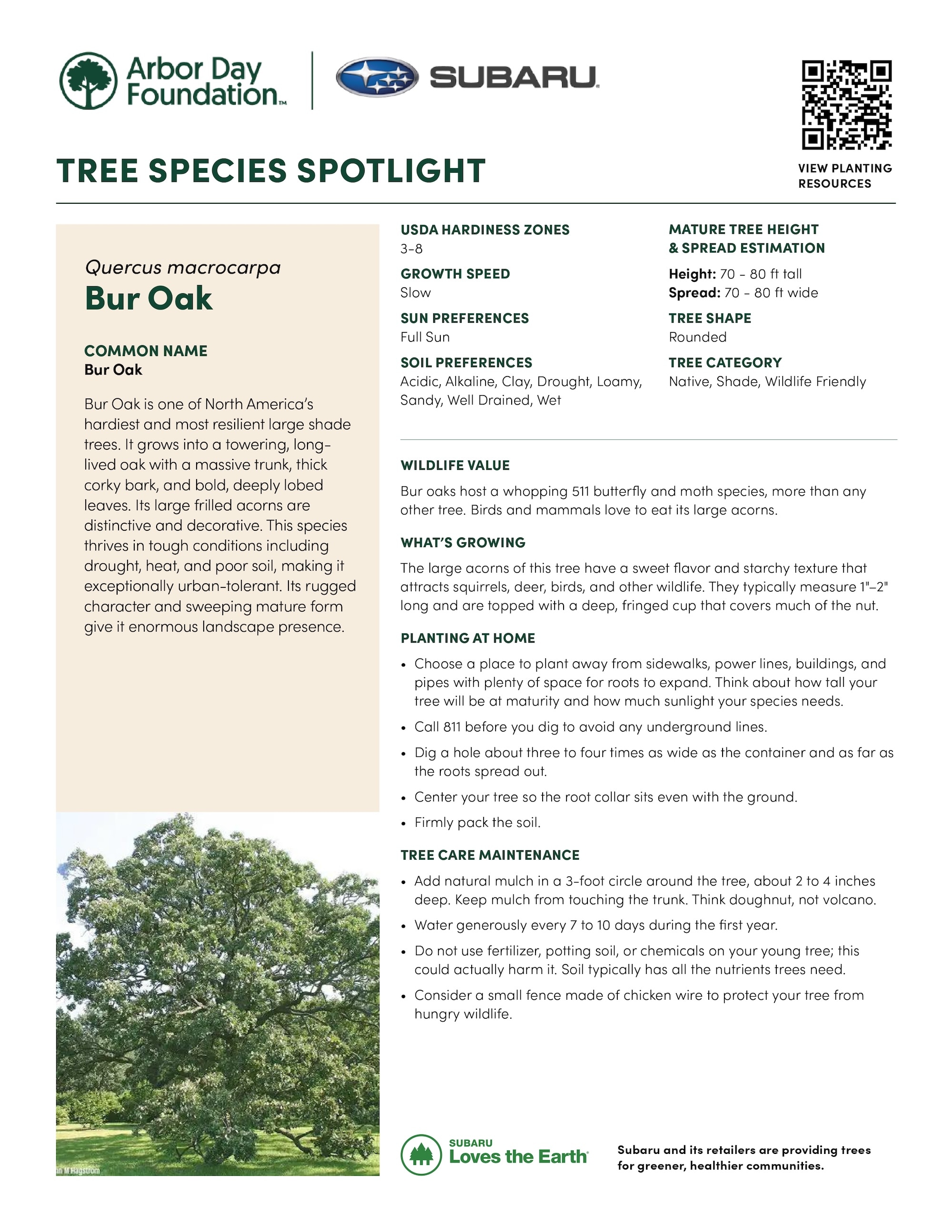 Bur_Oak_Quercus_macrocarpa