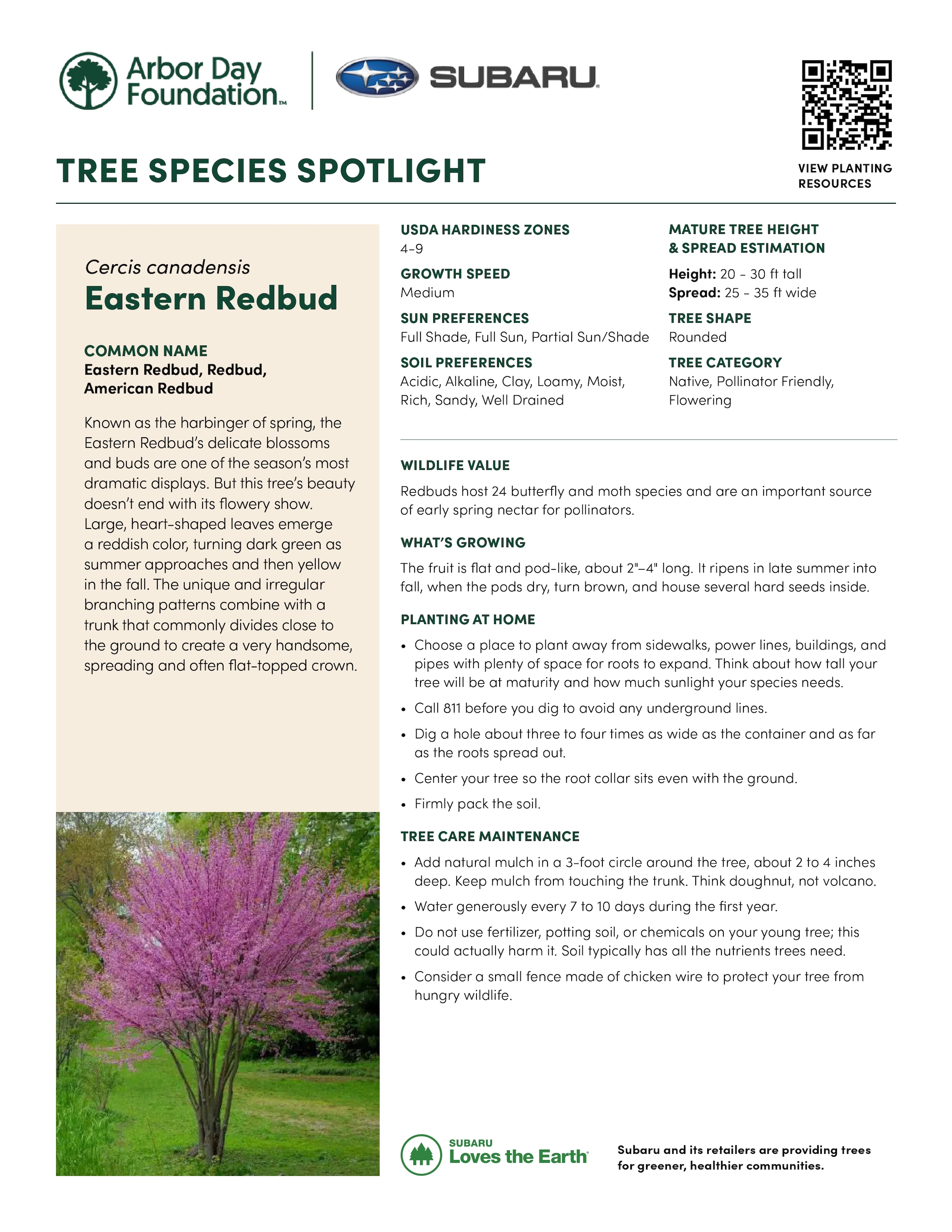 Eastern_Redbud_Cercis_canadensis