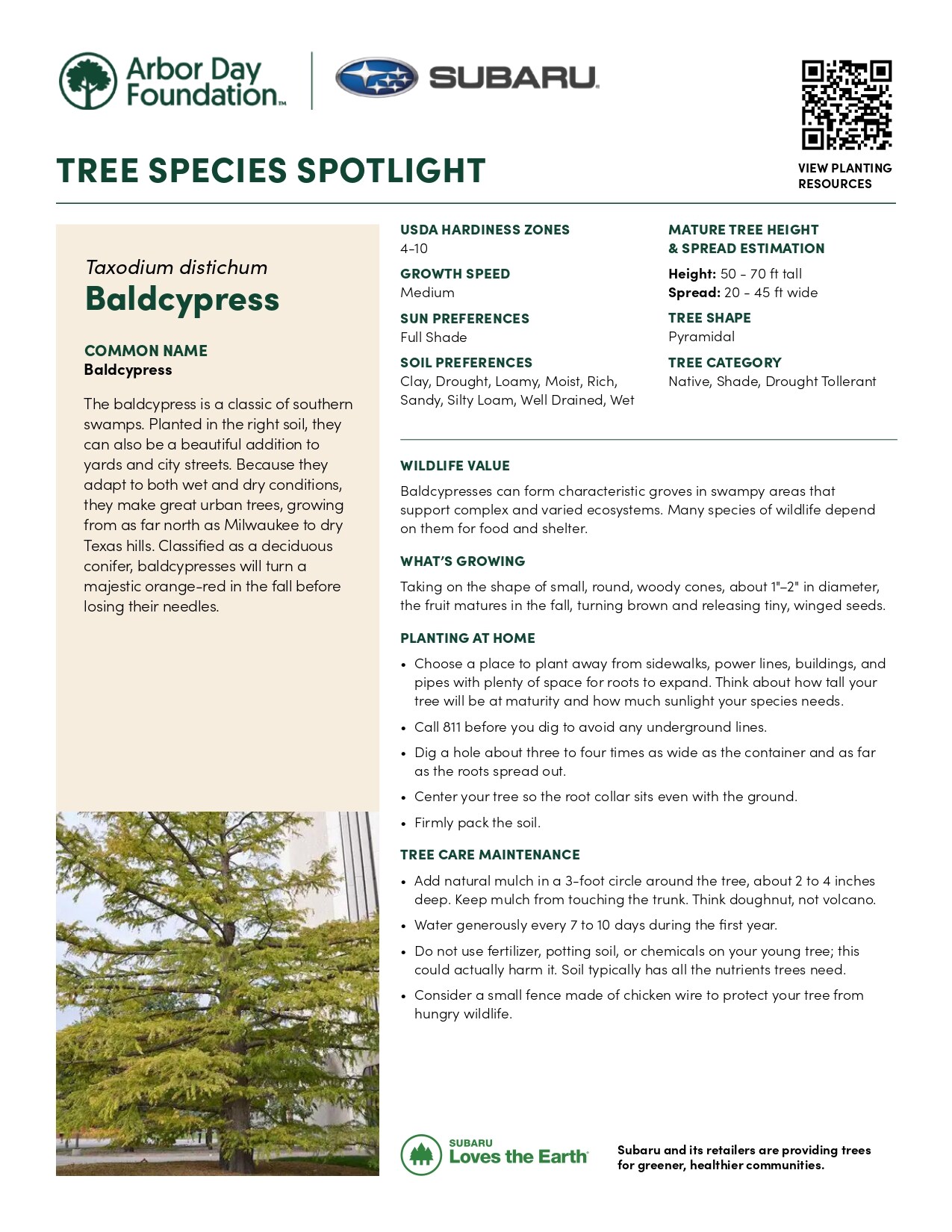 Baldcypress_Taxodium_distichum