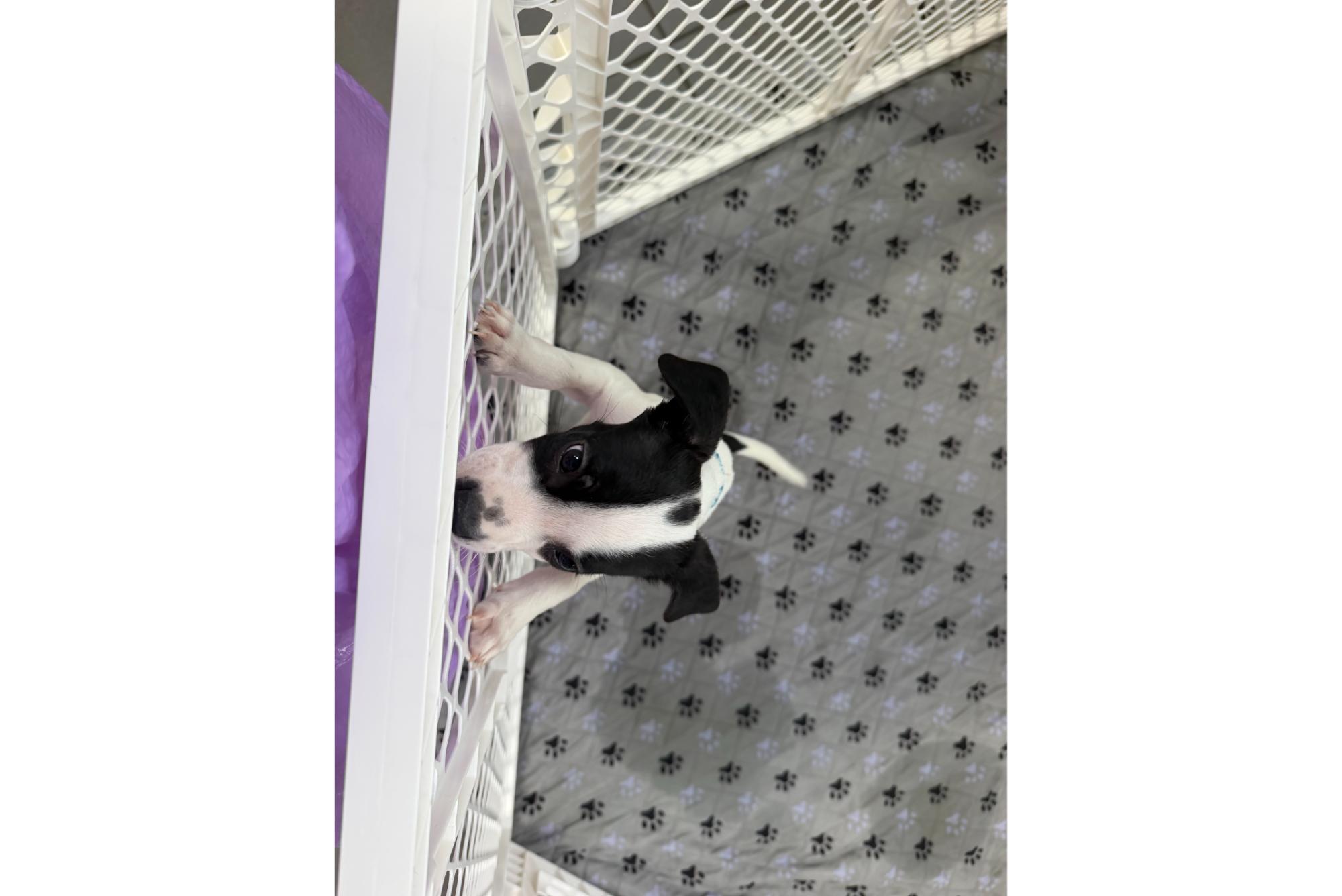 Secor Subaru Loves Pets - All Paws On Deck Adoption Event 2026