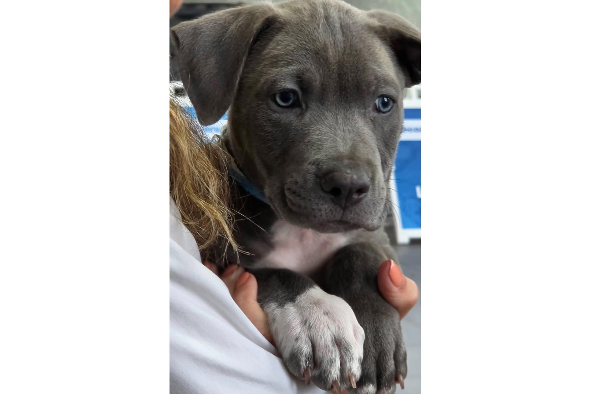 Secor Subaru Loves Pets - All Paws On Deck Adoption Event 2026