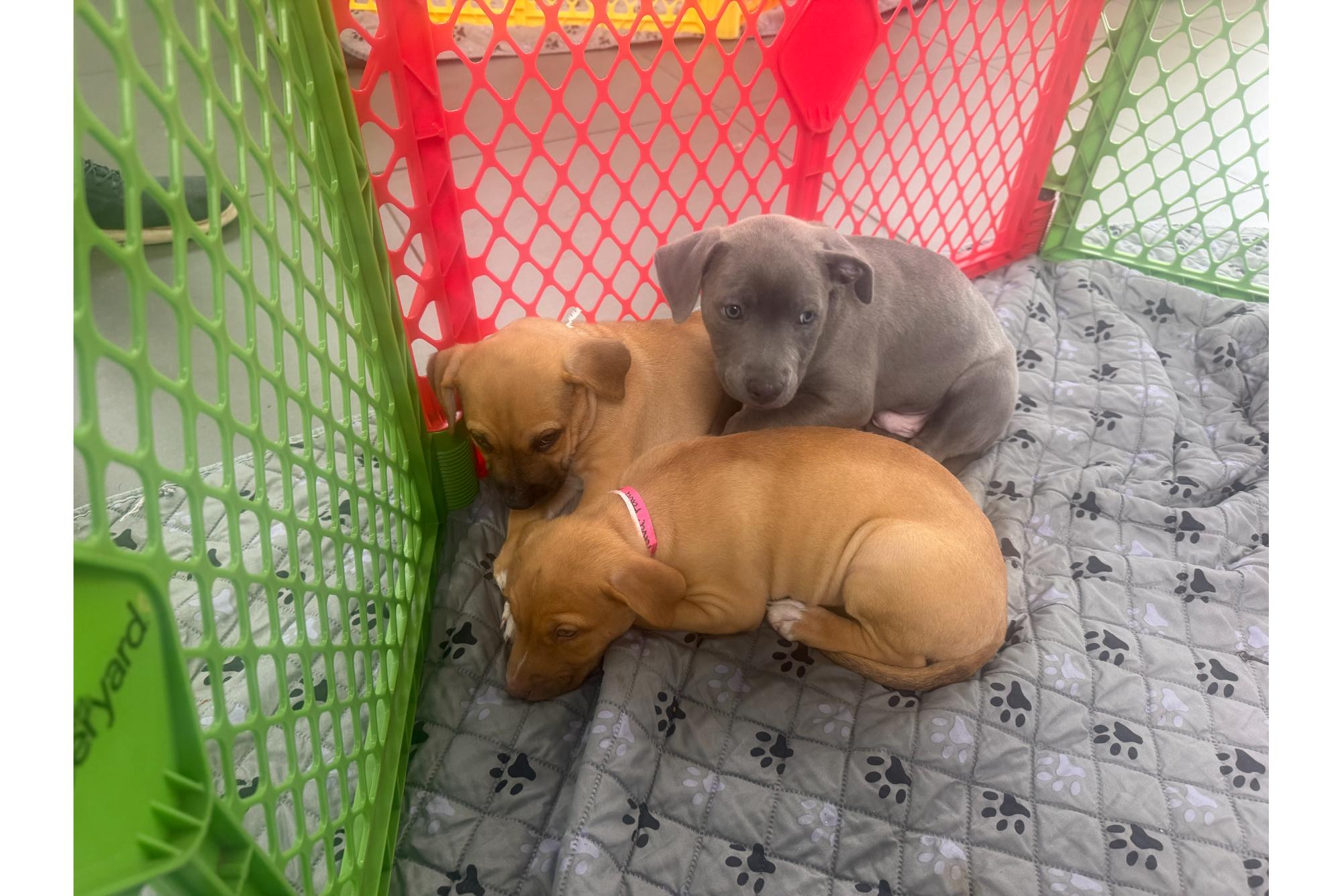 Secor Subaru Loves Pets - All Paws On Deck Adoption Event 2026