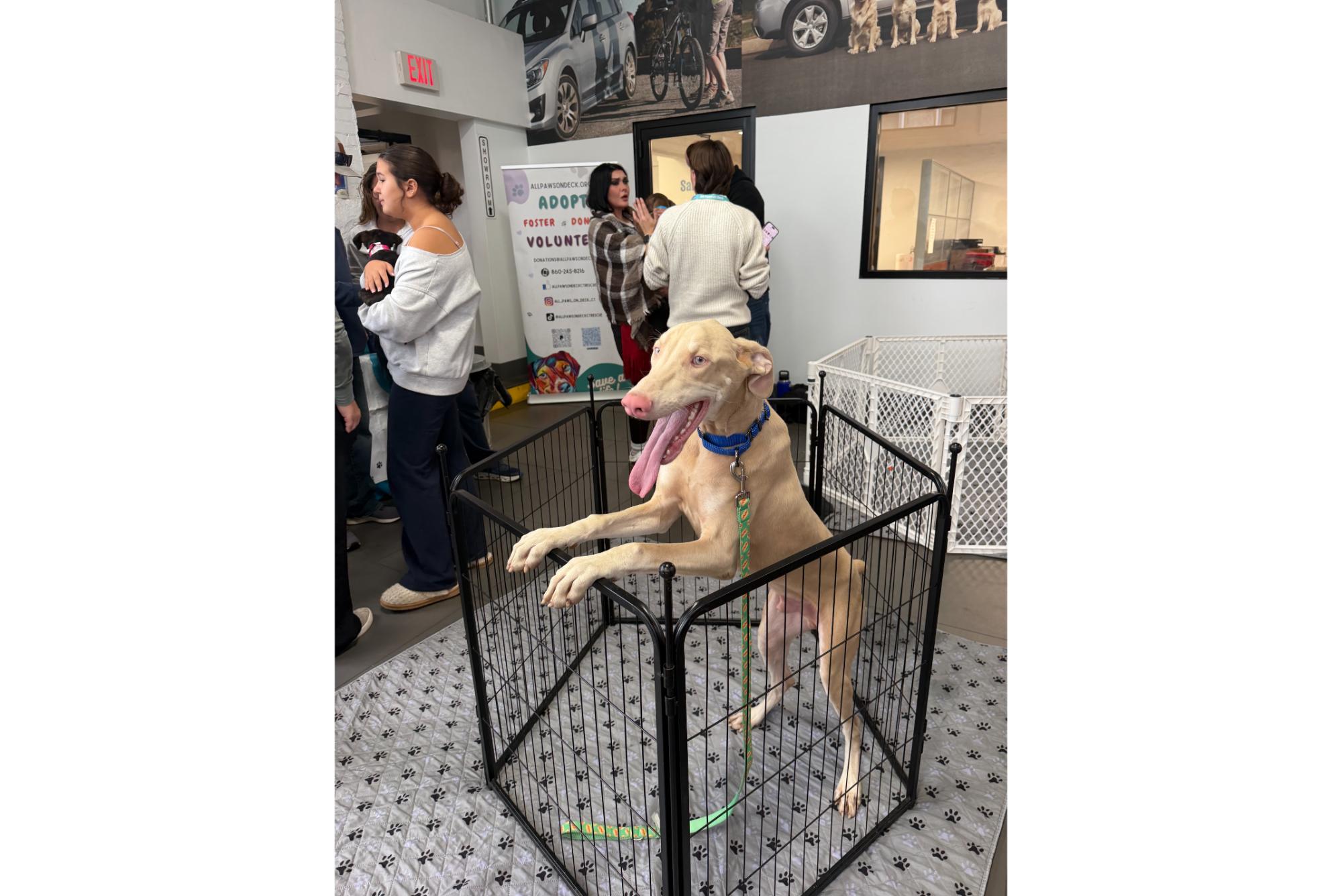 Secor Subaru Loves Pets - All Paws On Deck Adoption Event 2026