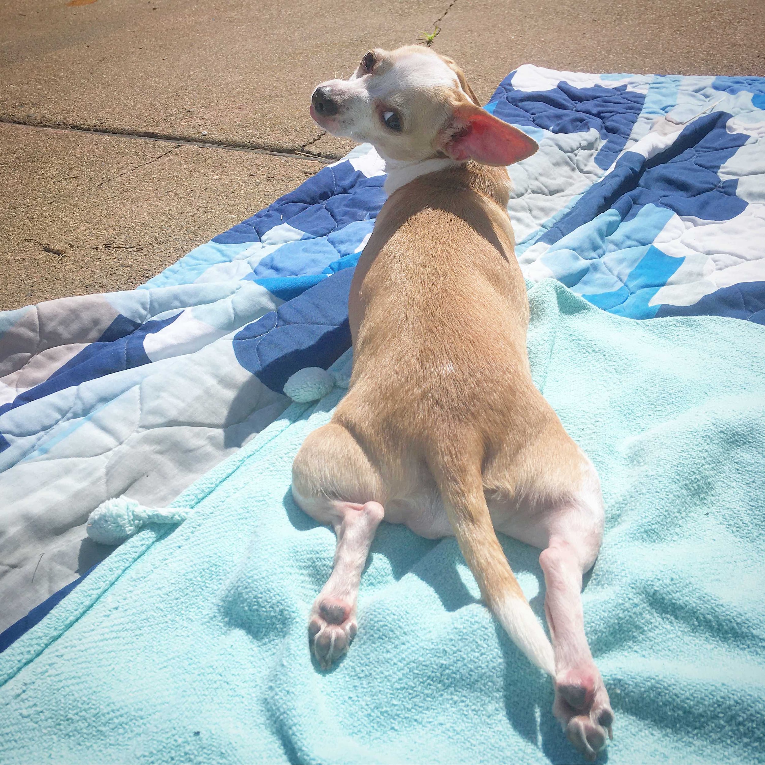 A rescued dog helped by Grateful Dogs Rescue with support from Serramonte Subaru