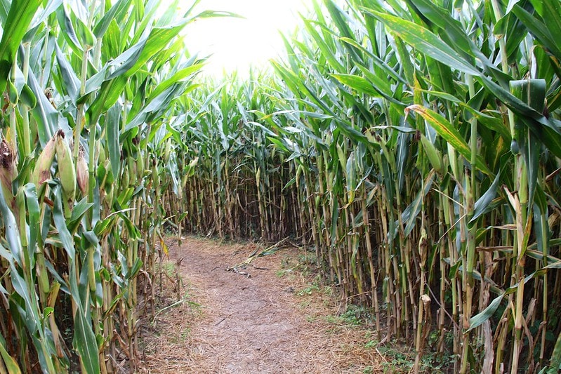 pov-of-walking-through-corn-maze.jpg