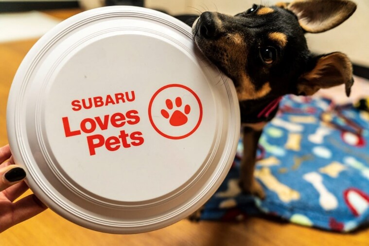 Supporting Animal Shelters