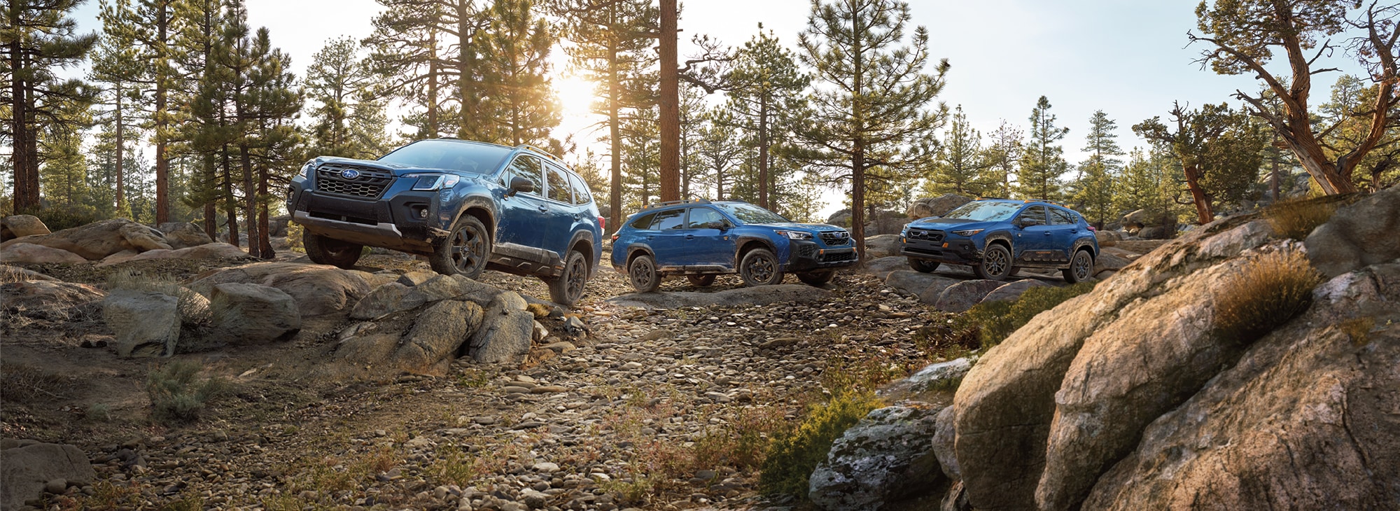  2024 Outback Wilderness, 2024 Forester Wilderness, and 2024 Crosstrek Wilderness in a Family of Vehicles shot in the woods
