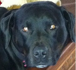 Roxy