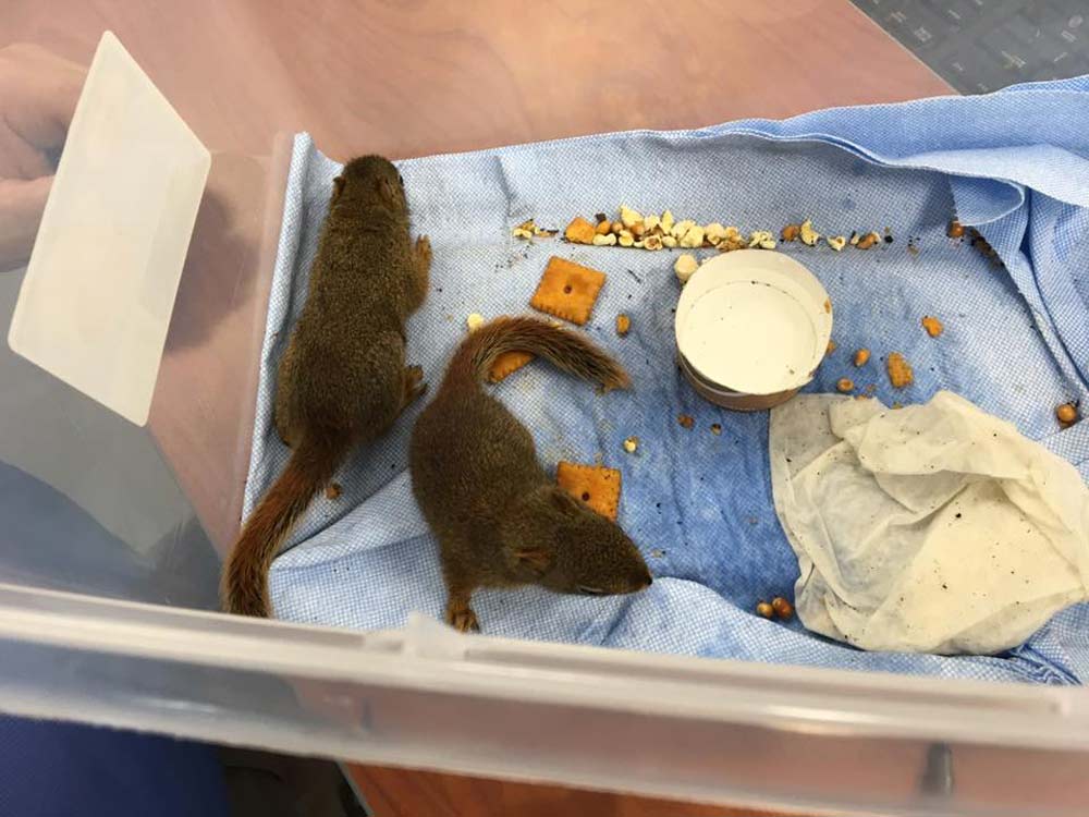 Baby squirrels, photo courtesy of Karen James
