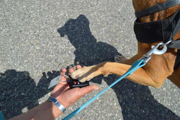 Hand in hand with a dog and a car key