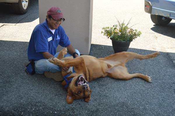 David from the SPCA of Hancock County gives belly rubs to Meeka the dog during an adoption event at Stanley Subaru