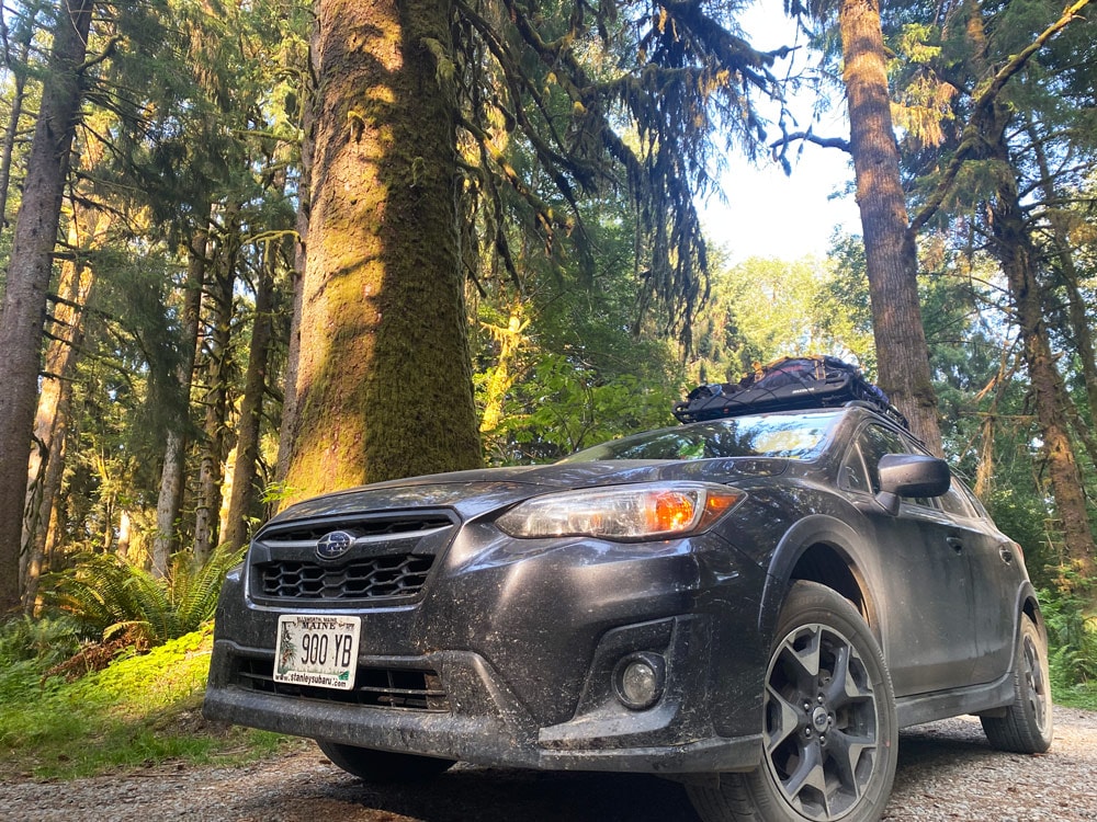 Crosstrek among some giant trees