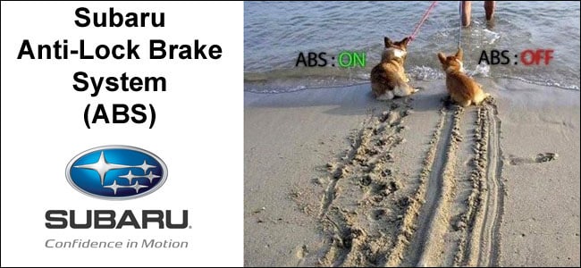 Anti-lock brake system - picutre of two dogs on leashes at the beach
