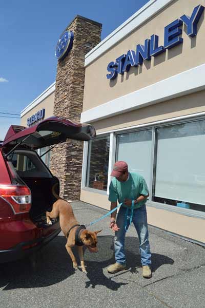 Dog hopping out of a Forester