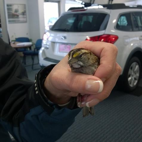 Geddy holding a white-throated sparrow she resuced