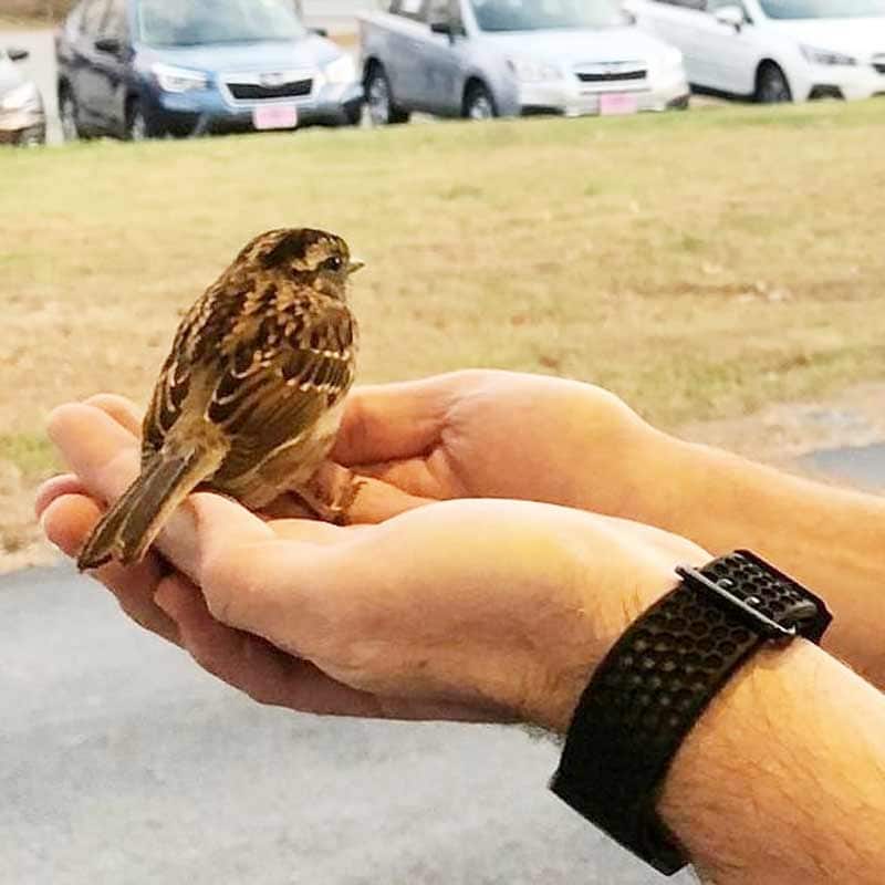the sparrow in hand, getting ready to leave
