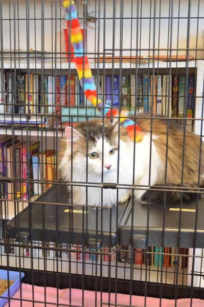 SPCA adoption event cat in the waiting area