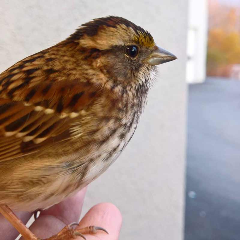 white-throated sparrow