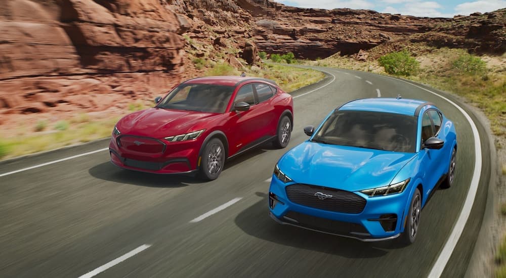 A blue and a red 2024 Ford Musant Mach-E driving on a winding road.