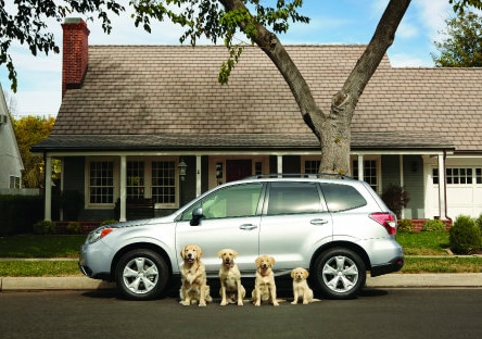 For golden retrievers in front of a Subaru Forester