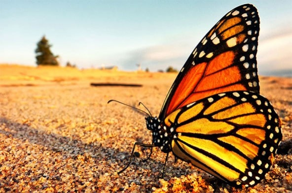 monarch-butterfly-592x391.jpg