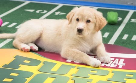 2014 Puppy Bowl sponsored by Subaru