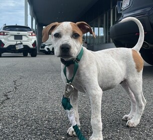 Staff member Chewy from ID_81612815cd3b