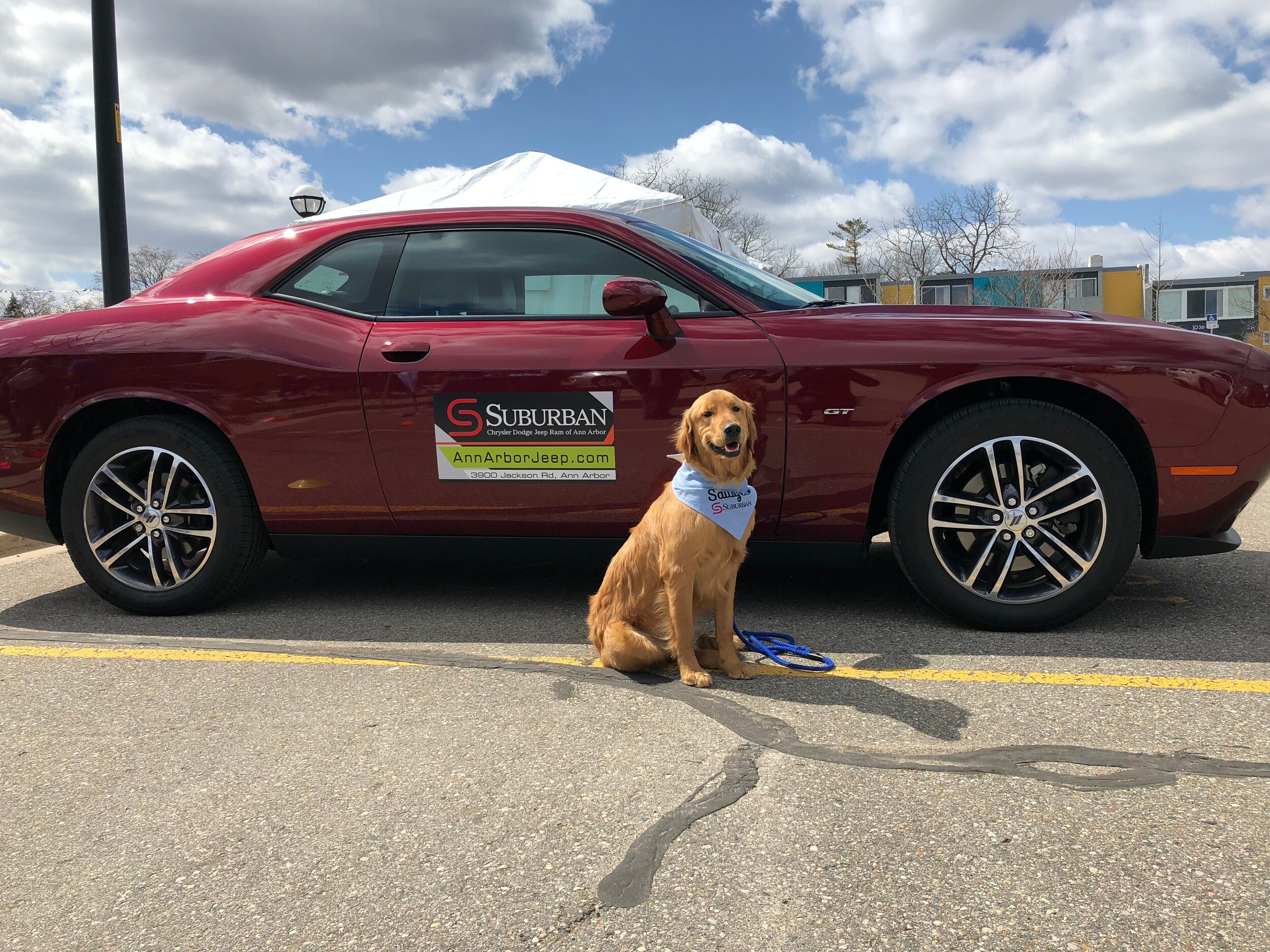 Suburban Ann Arbor >> Our Mascot Sawyer Suburban Chrysler Dodge Jeep Ram Of Ann Arbor Suburban Ann Arbor >> Our Mascot Sawyer Suburban Chrysler Dodge Jeep Ram Of Ann Arbor
