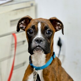 Staff member Gryffin from f1c7e8532187