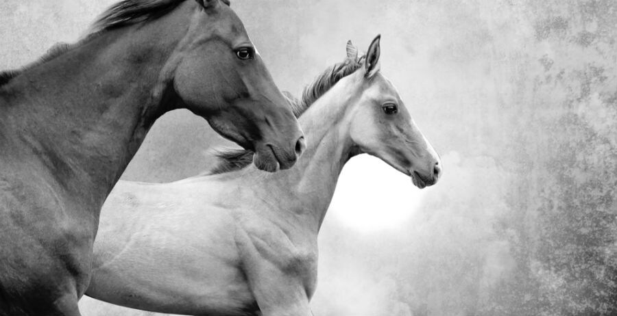 horse-power.jpg