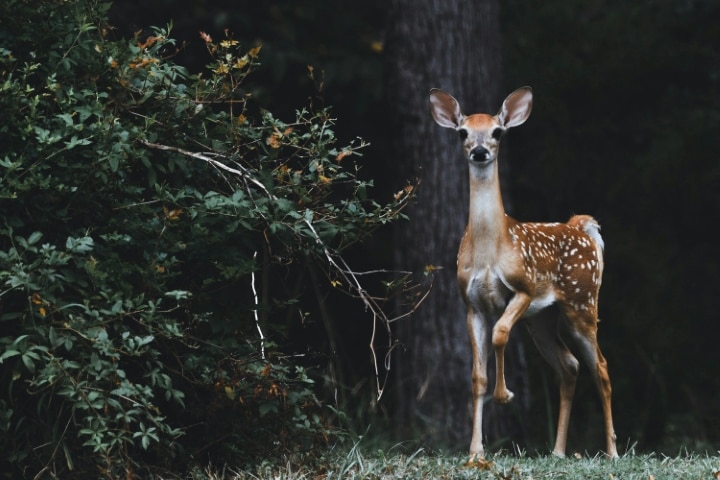 Deer in the woods.