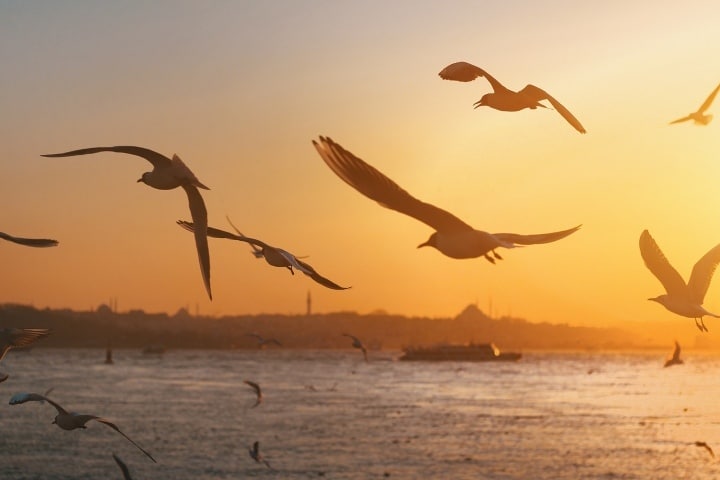Birds flying over the water.